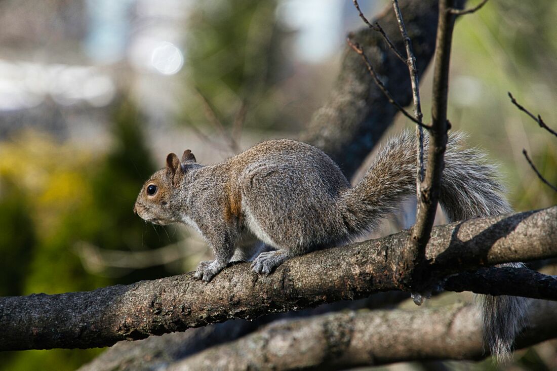 Caribou Squirrel